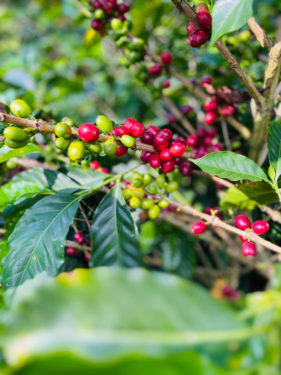Cerezas de café maduras en la rama del cafeto